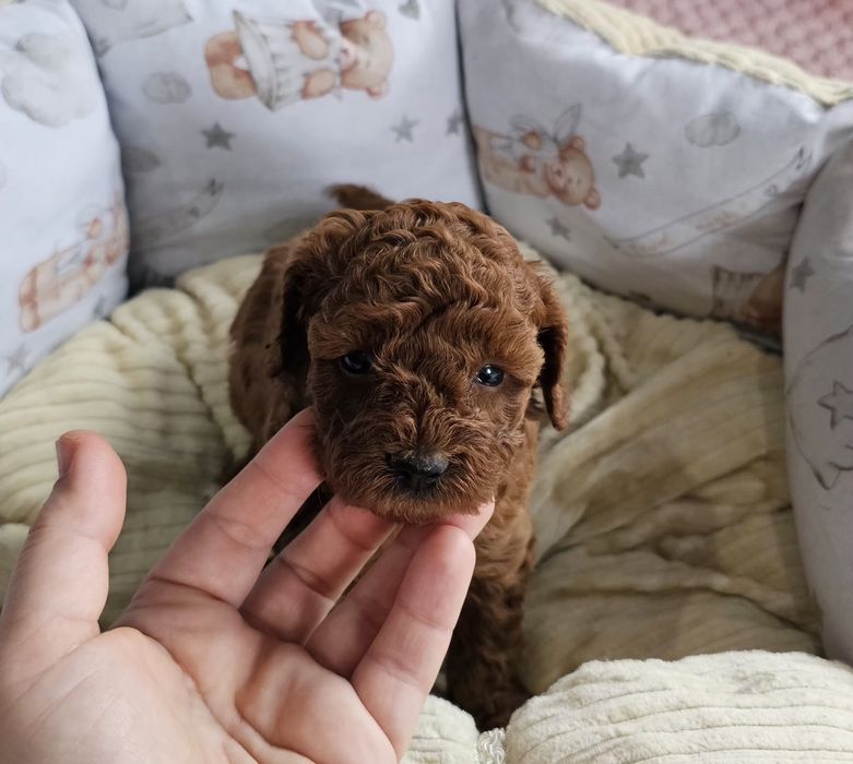 Pudel Toy Red Brown Dziewczynka