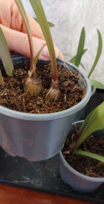 Сіянці амариліса Gervase * Dancing Queen . 1 рік 2 місяці