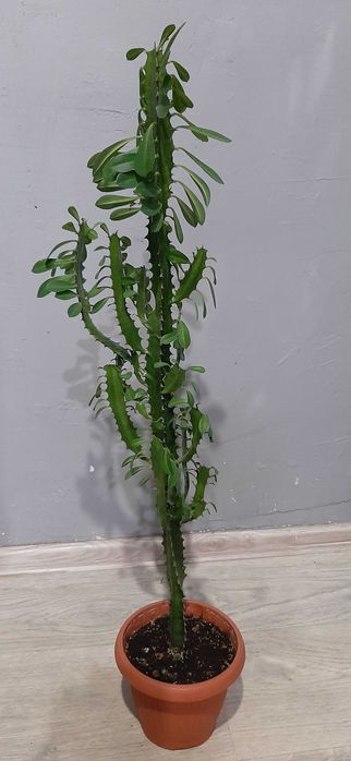 Wilczomlecz trójżebrowy (Euphorbia trigona)