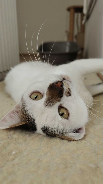 Biała Kicia szuka domku