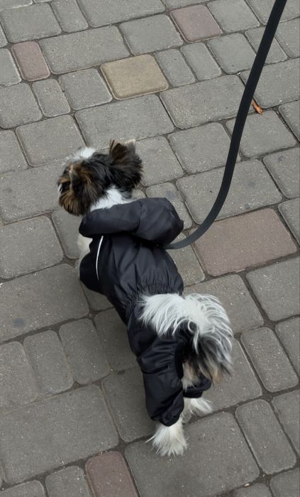 дощевик для собак
