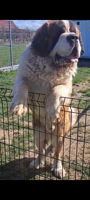 Bernardyn  Bardzo masywny