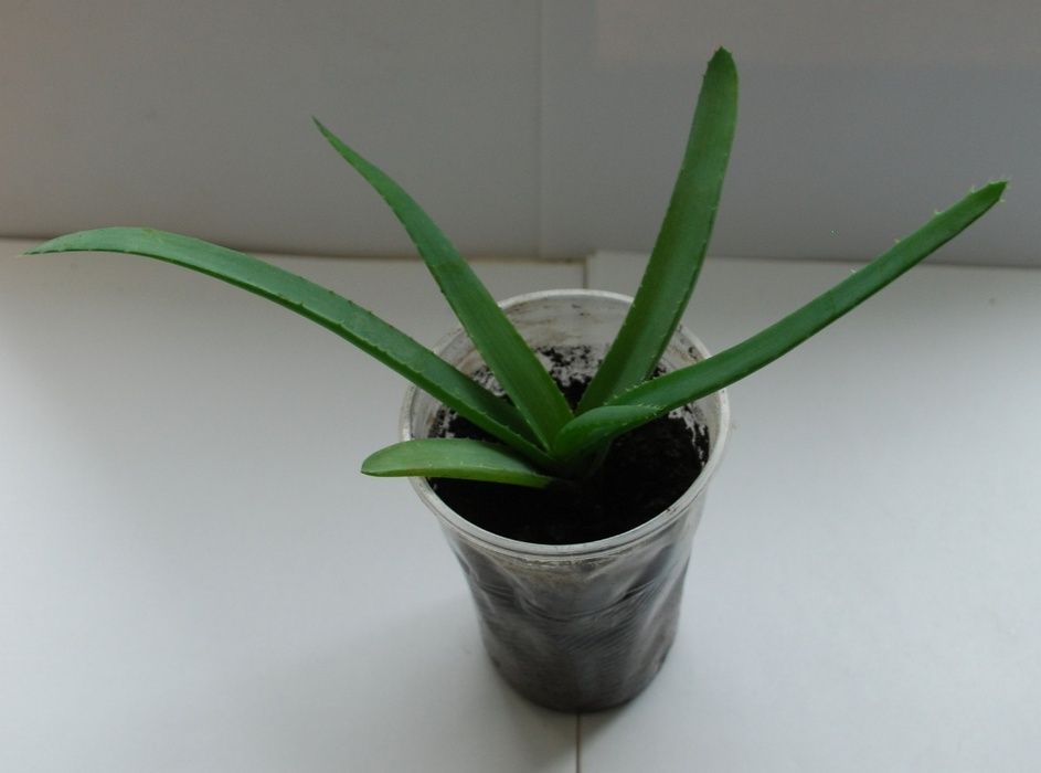 Алоэ Вера или Алоэ настоящее