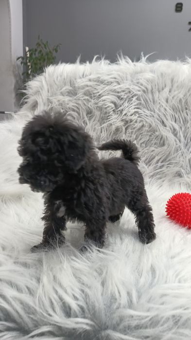 Яркий нарядный мальчишка пудель