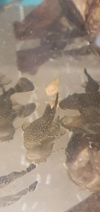 Zbrojnik (L144) Ancistrus Glonojad