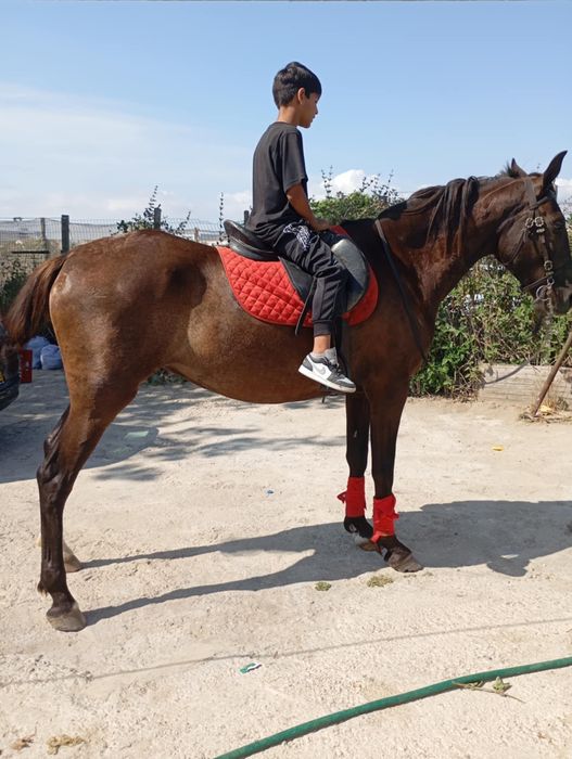 Égua cruzada de lusitana