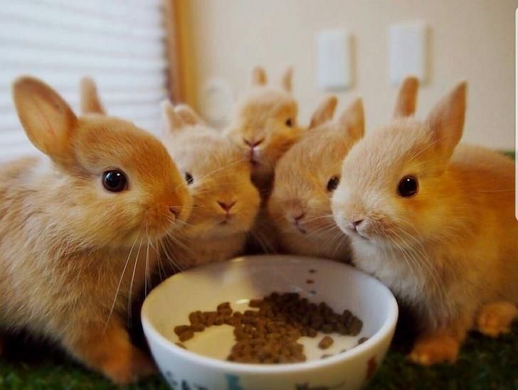 Coelhos anões mini + gaiola nova + alimentação adequada