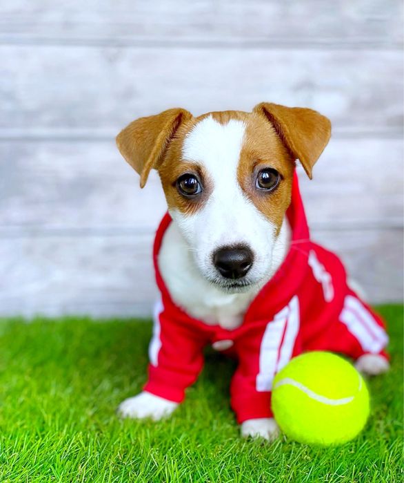 Прекрасна дівчинка джек рассел