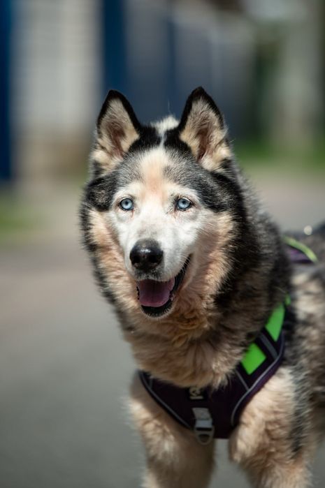 хаскі шукає дім до 6 міс