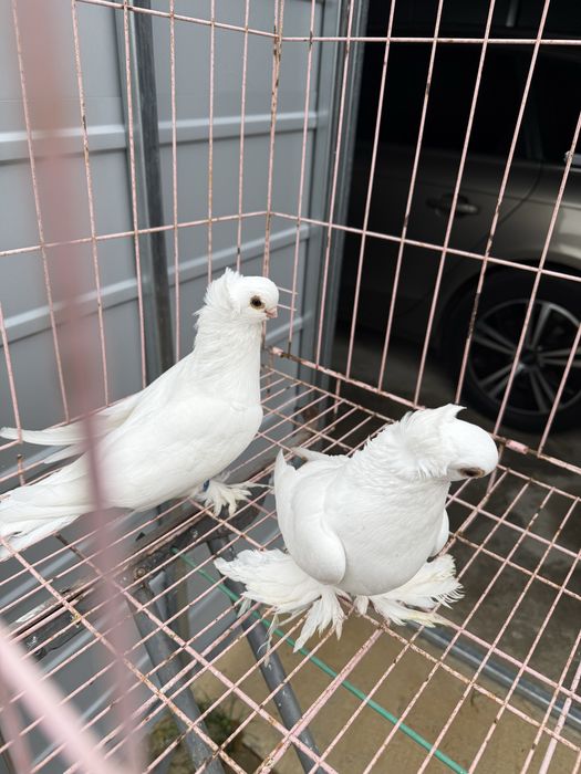 Sprzedam pare krulewskie