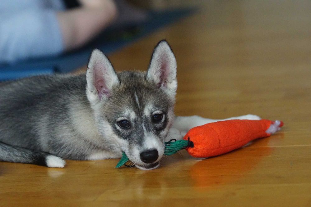 Chłopiec Siberian Husky