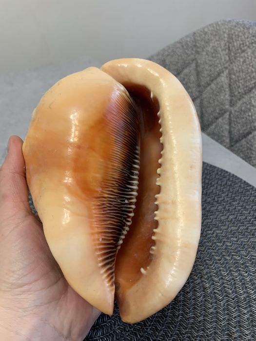 Морская ракушка из о.Маврикий