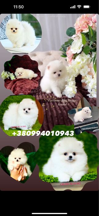 Білі цуценята померанські шпіци в типі ведмежатко з документами.  Шпіц