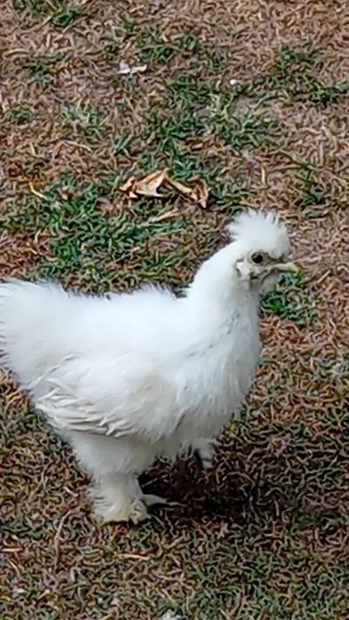 Galinha sedosa do Japão