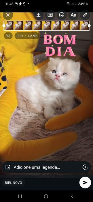 Gato bege com branco