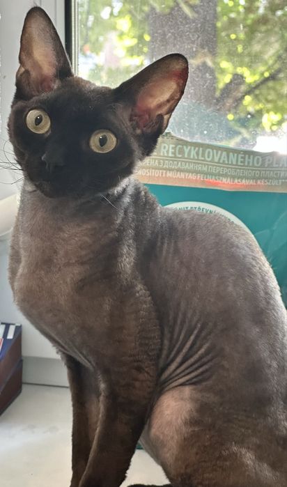 Девон Рекс вязка