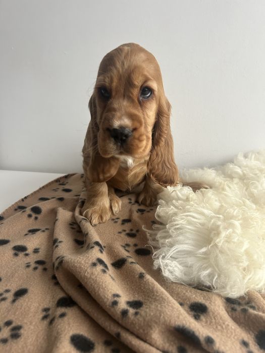 Cocker spaniel angielski