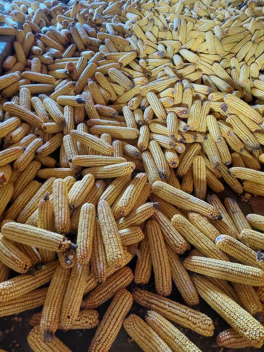 Продається  кукурудза)