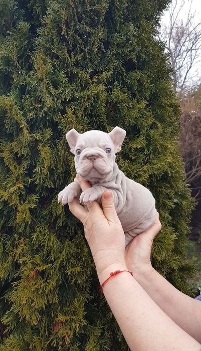 Французький бульдог