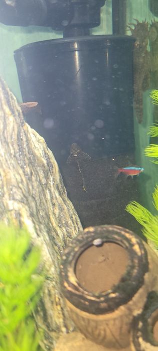 Młode glonojady sprzedam