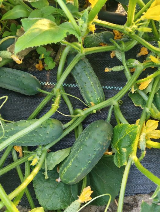 Ogórki gruntowe z własnej plantacji