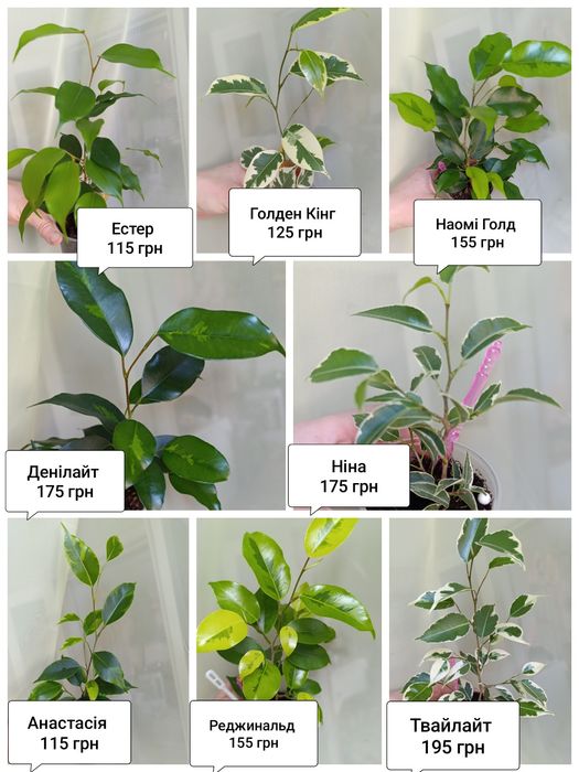 Фікус Бенжаміна сорту Реджинальд та інших 7 сортів