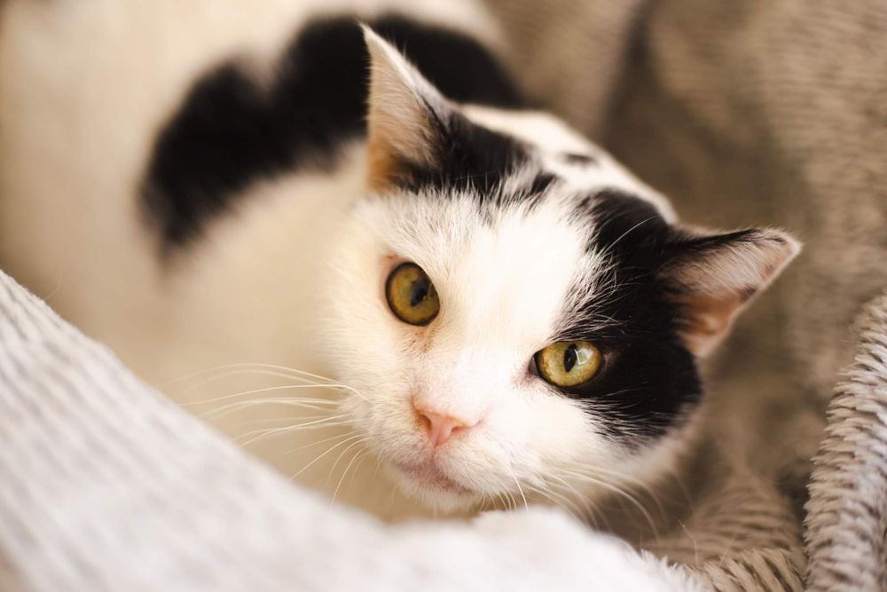 Kot Koziołek do adopcji