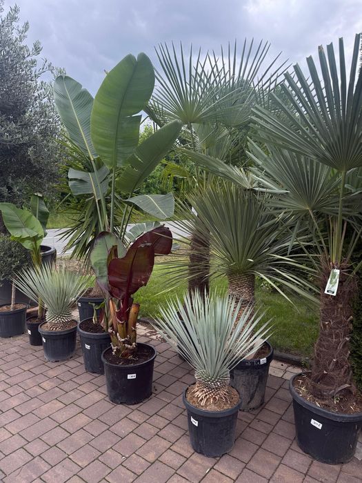 Yucca Rostrata - Juka mrozoodporna | EGZOTYKI | Ogród | Taras