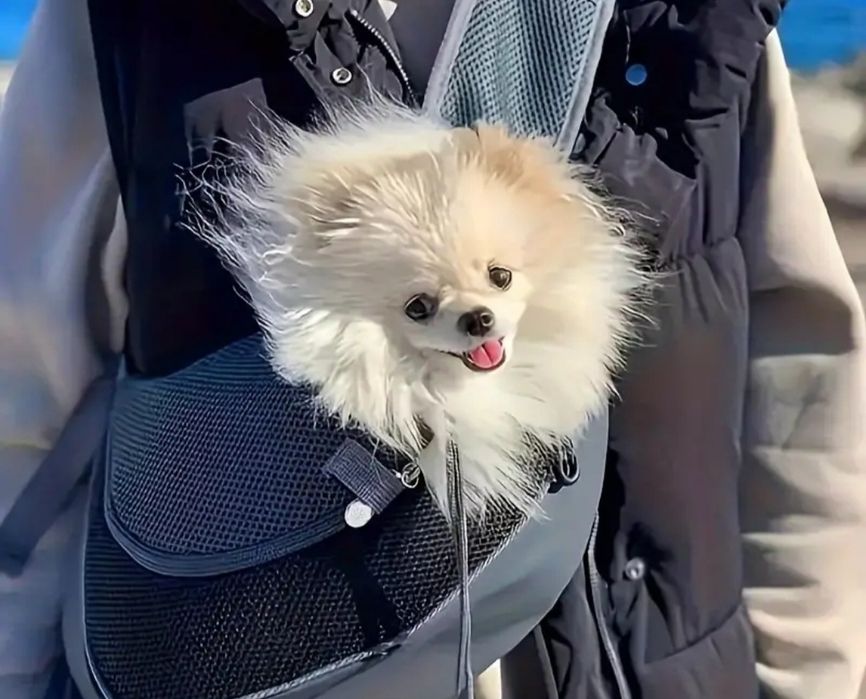 Mala de passeio de cão pequeno