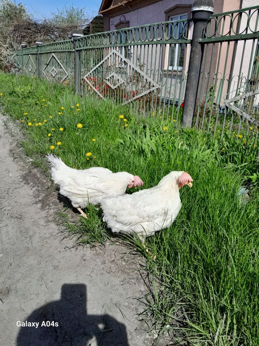 Куры несушки  порода легорни