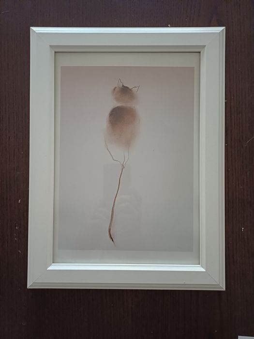 Gravura de gato emoldurada64564184875137120