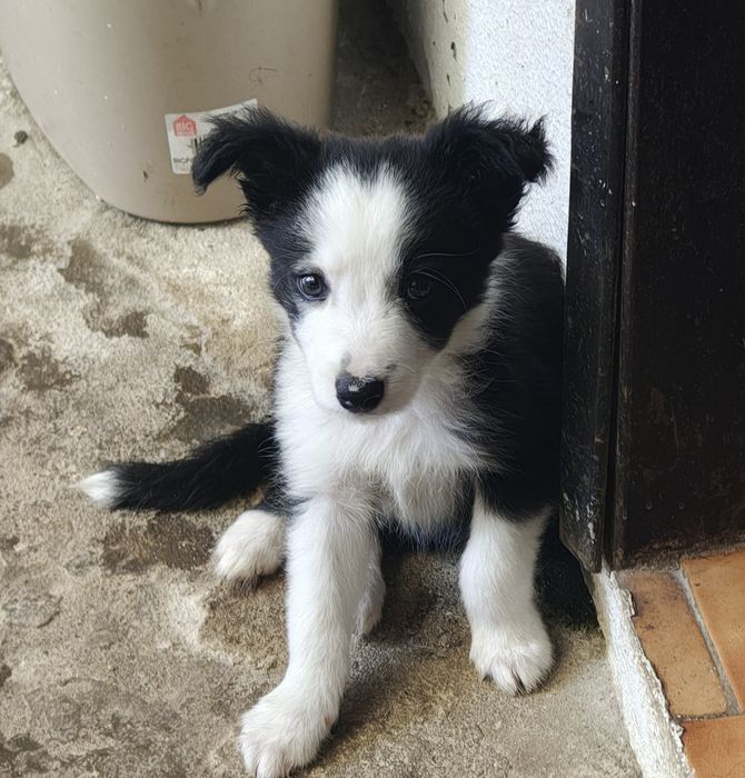 Border collie macho puro