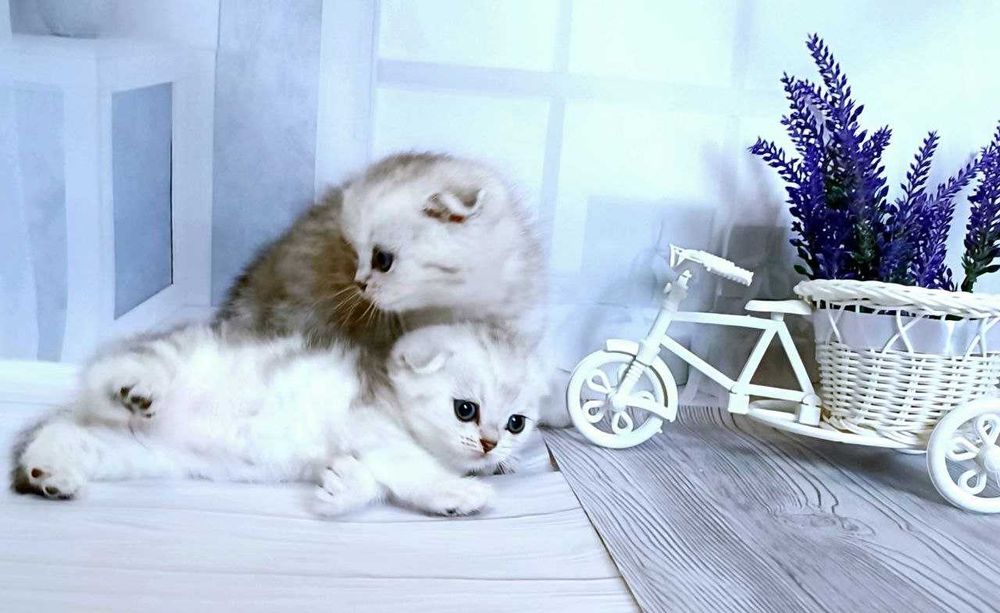 Срібні шиншилки - гарні чистокровні кошенятка .