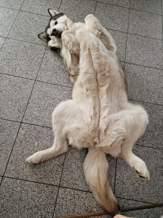 Zapowiedź miotu Alaskan Malamute ZKwP/FCI