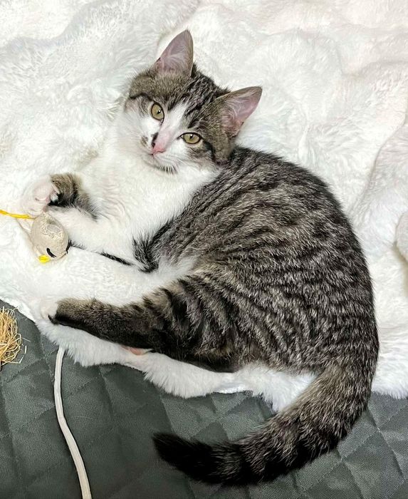 Отдам котёнка-мальчика