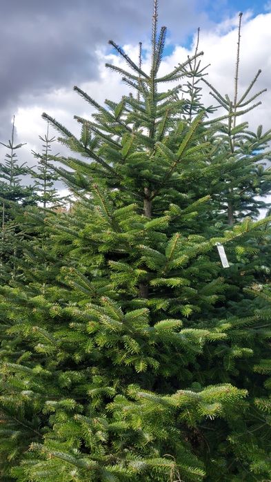 Choinki jodła kaukaska, świerk srebrny.