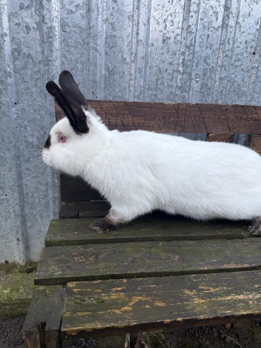 Królik kalifornijski