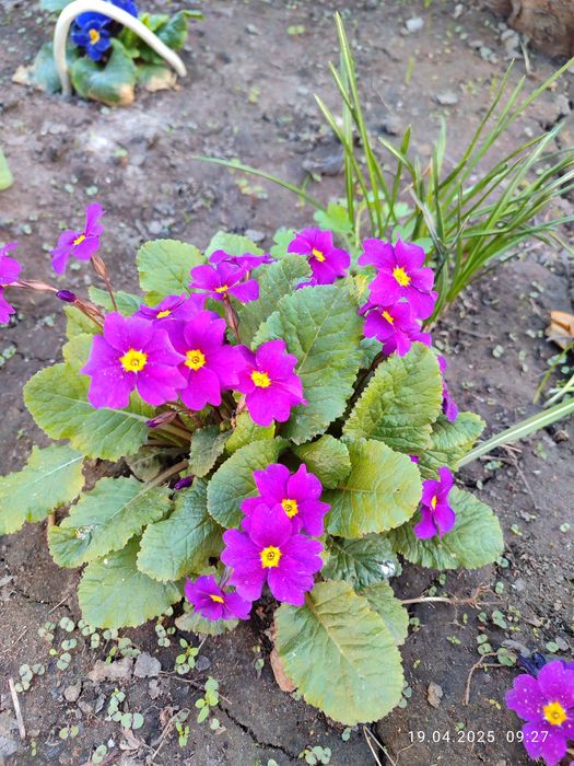 Примули #примула #іриси