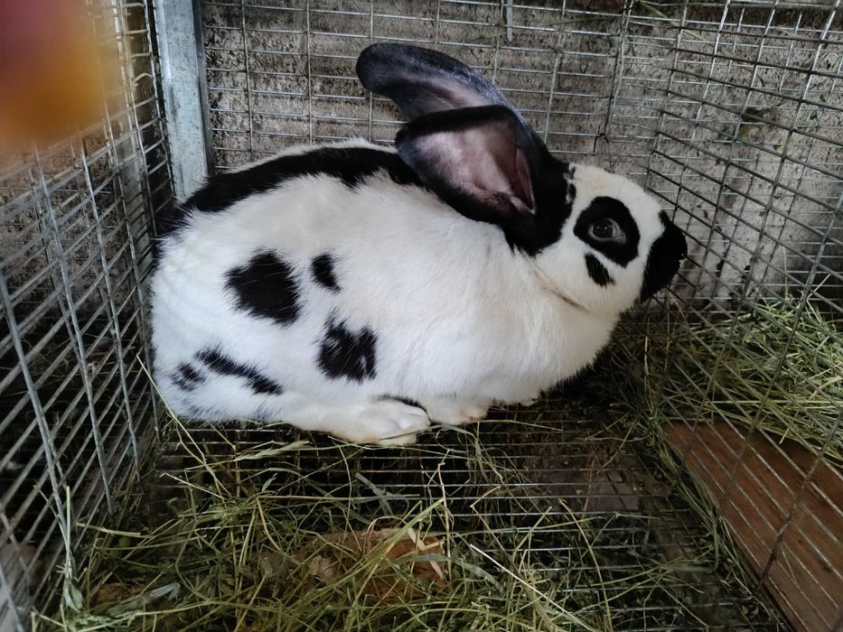 Кролі строкачі від 200 грн