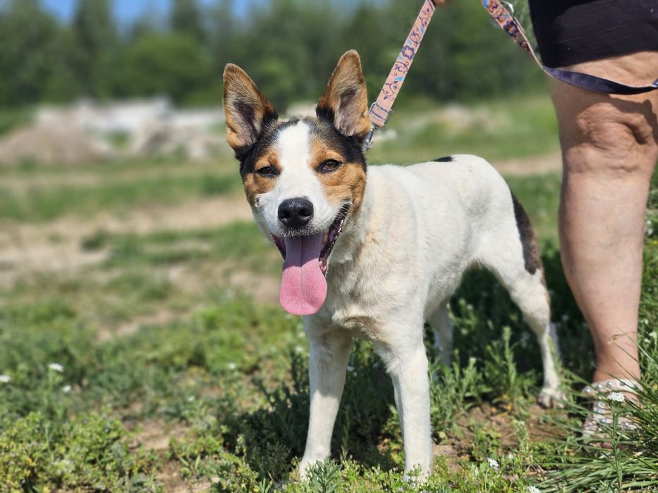 Pixel, pies szuka domu