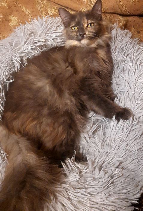 Котята, коты и кошки бесплатно