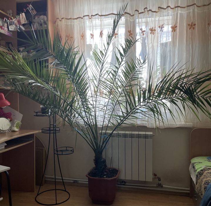 Продам фінікову пальму 15+ років
