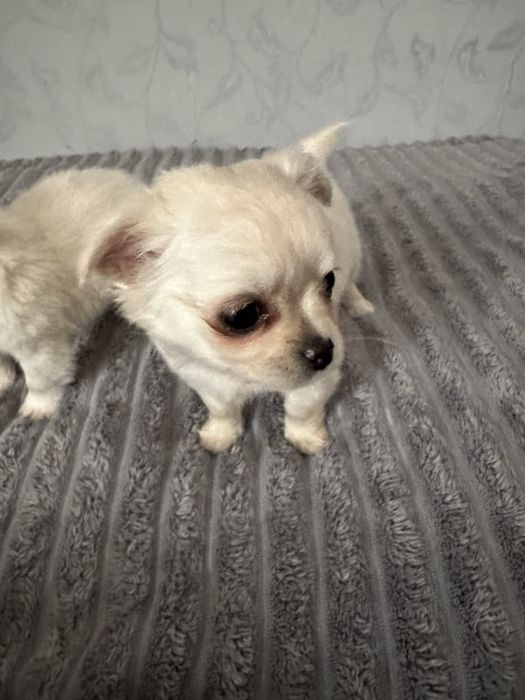 Чихуахуа довгошерстні хлопчики