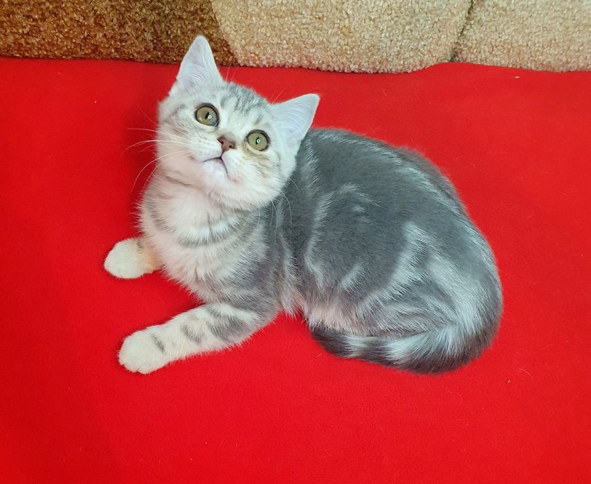 Красунчик шотландець