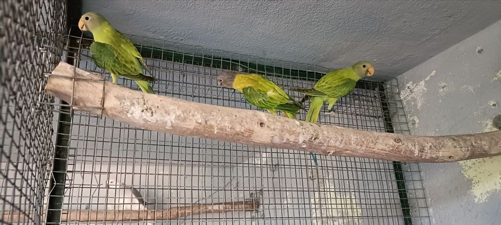 cabeças ameixa opalinos 2026 casal