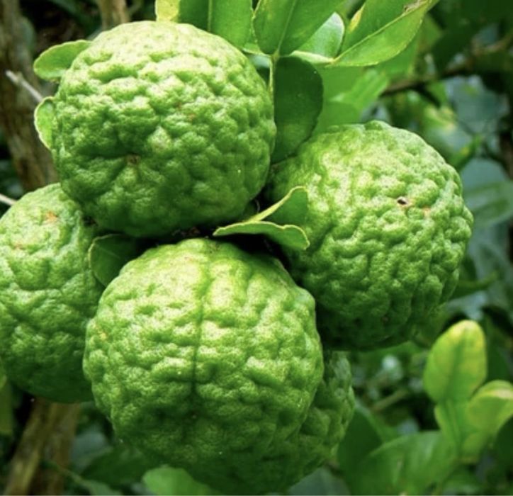 Limpeiro kaffir