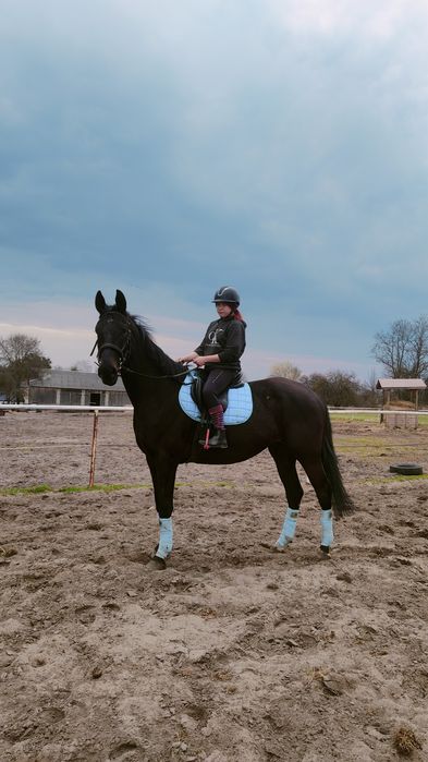 4 letni wałach, zajeżdżony