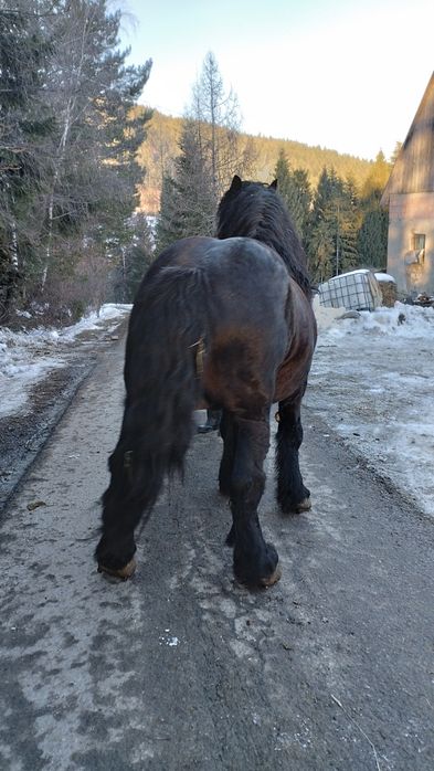 Ogier Zimnokrwisty Kary Stanówka