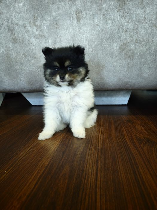 Spitz alemão, anão