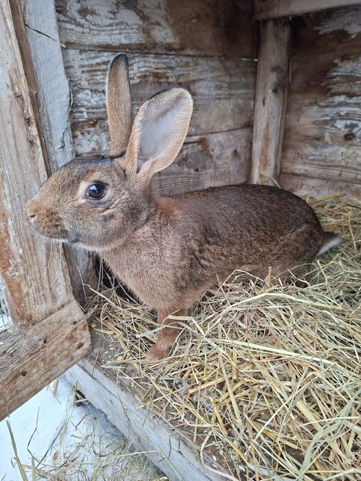 Króliki zajeczaki samice samce
